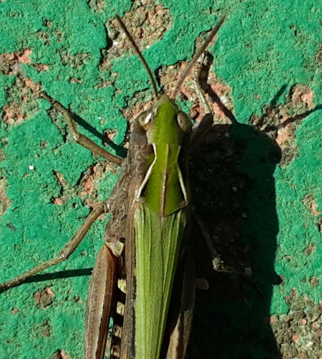 Ancora un Omocestus?  S, Omocestus (Omocestus) rufipes